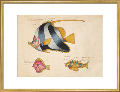 Three Fish print