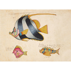 Three Fish print
