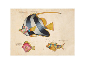 Three Fish print