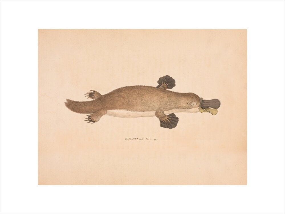 Duck-billed Platypus print