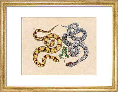 Two Snakes print