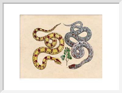 Two Snakes print