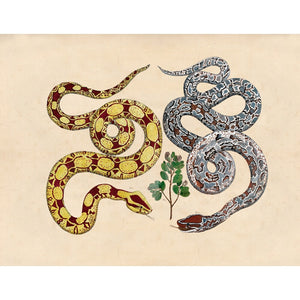 Two Snakes print