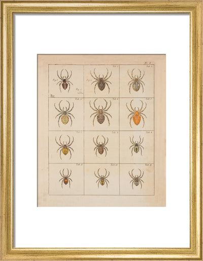 Spiders print