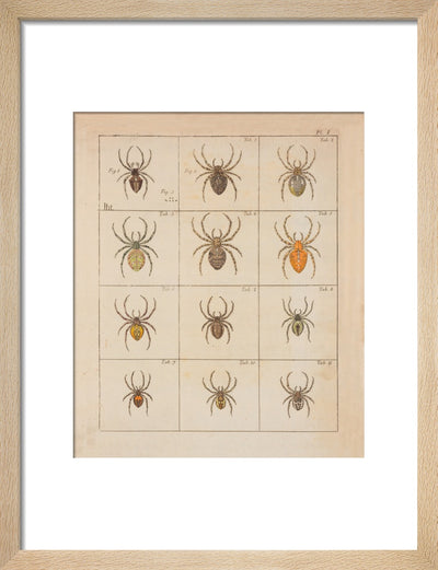 Spiders print