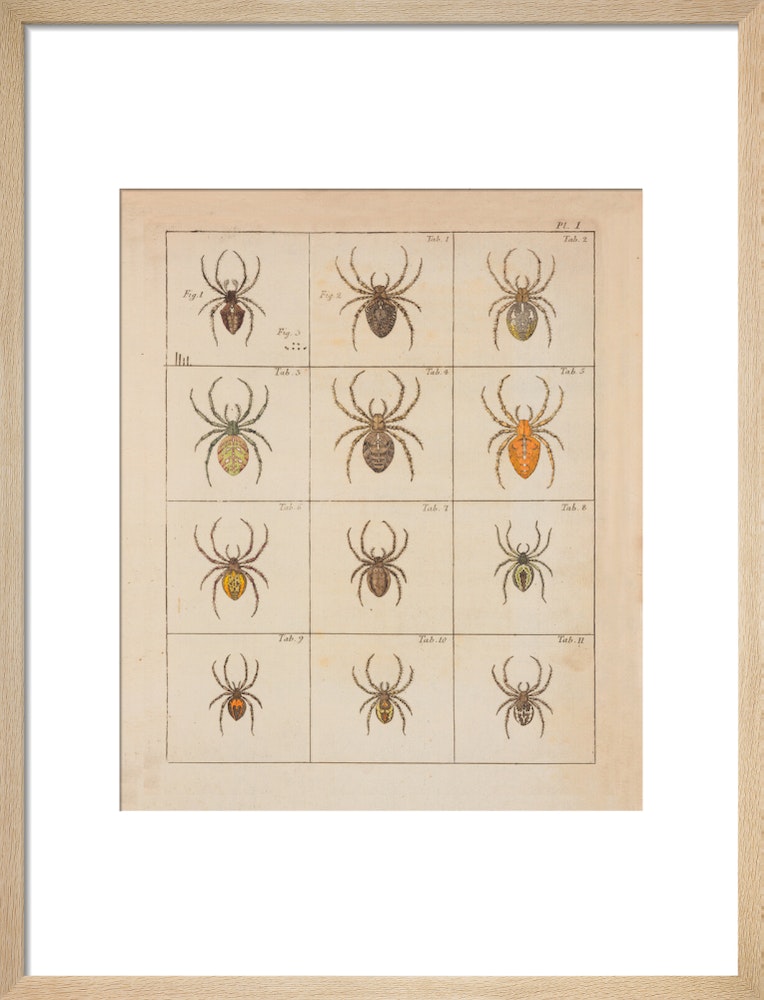 Spiders print