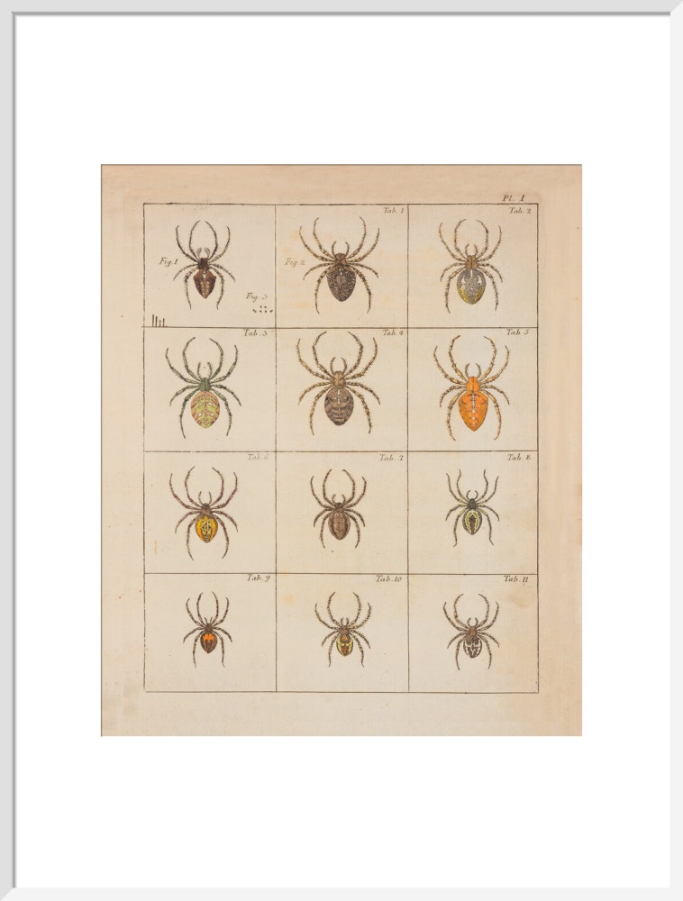 Spiders print