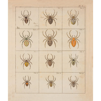 Spiders print