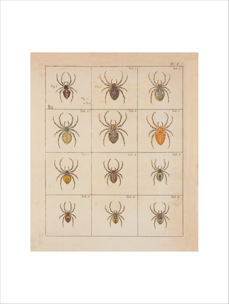 Spiders print