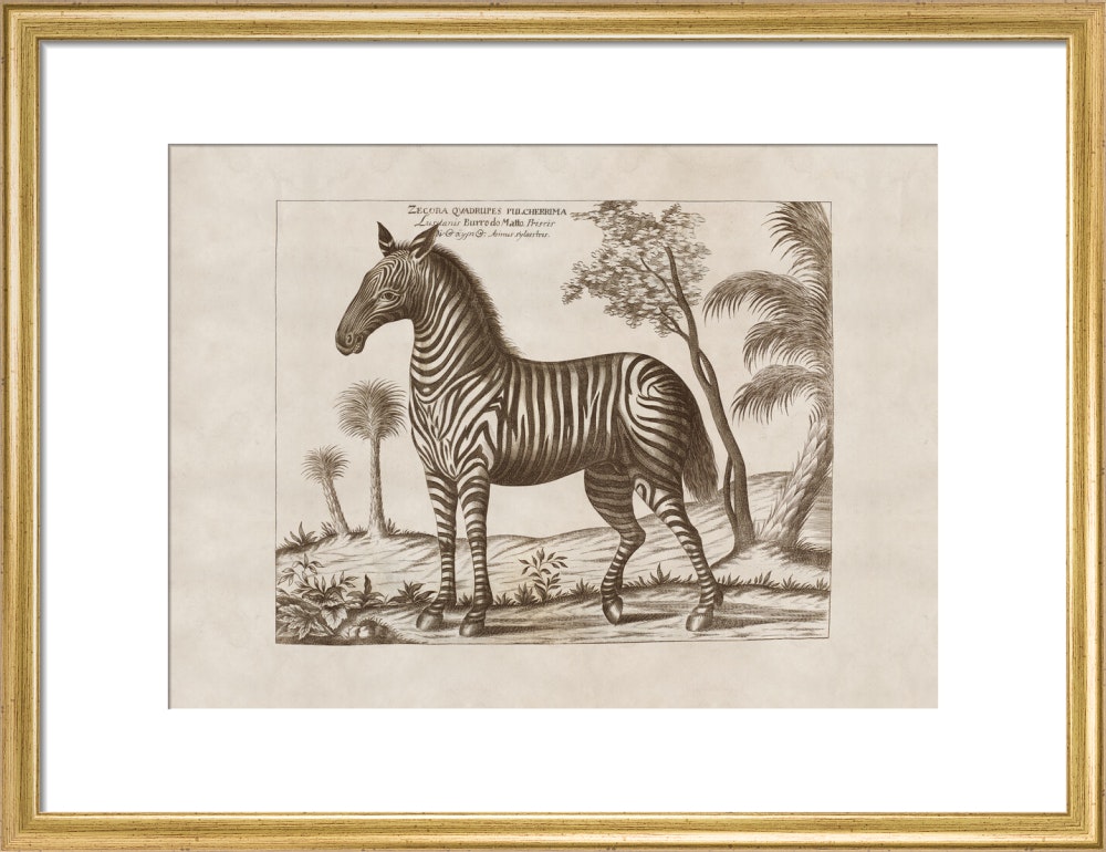Zebra print