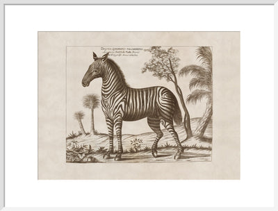 Zebra print