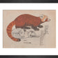 Red Panda print