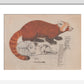 Red Panda print