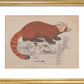 Red Panda print