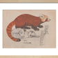 Red Panda print