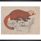 Red Panda print