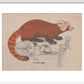 Red Panda print