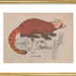 Red Panda print