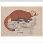 Red Panda print
