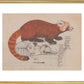 Red Panda print