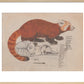 Red Panda print