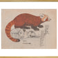 Red Panda print