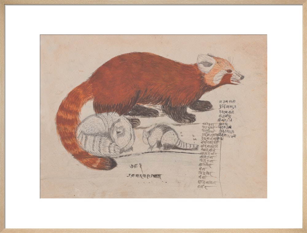 Red Panda print