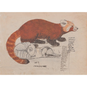 Red Panda print
