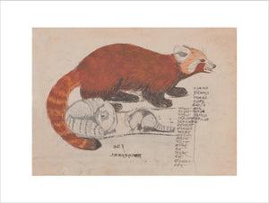 Red Panda print