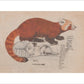 Red Panda print
