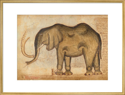 Elephant print