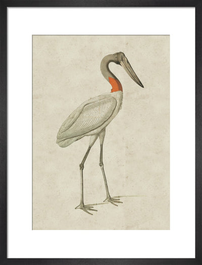 Jabiru print