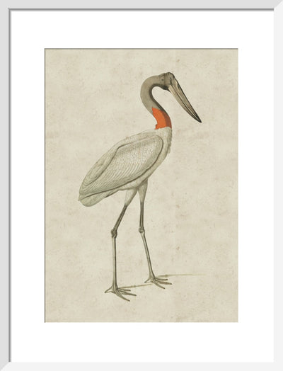 Jabiru print