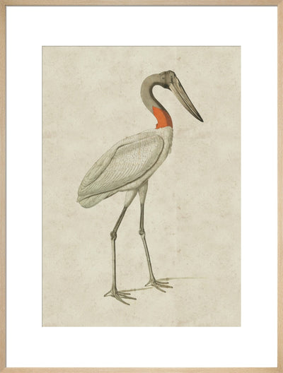 Jabiru print