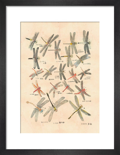 Dragonflies print