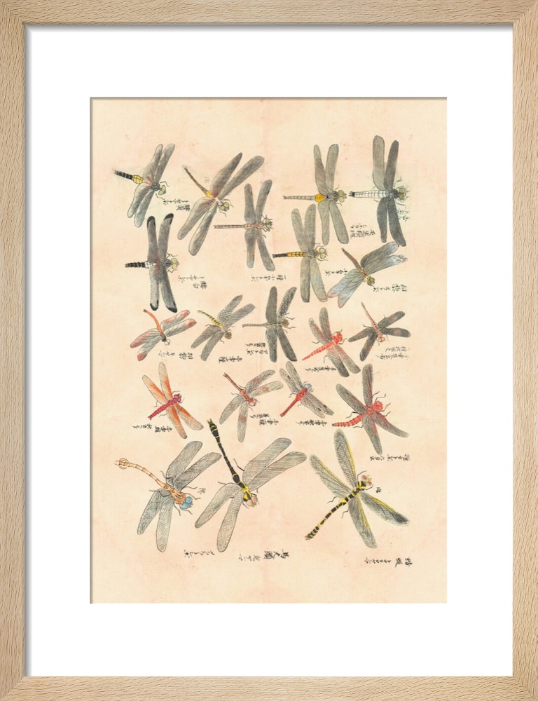 Dragonflies print