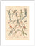 Dragonflies print