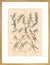 Dragonflies print