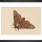 Death's-head Hawkmoth print