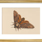 Death's-head Hawkmoth print
