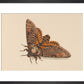 Death's-head Hawkmoth print