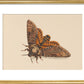 Death's-head Hawkmoth print