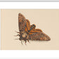 Death's-head Hawkmoth print
