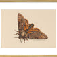 Death's-head Hawkmoth print
