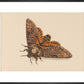 Death's-head Hawkmoth print