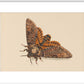 Death's-head Hawkmoth print