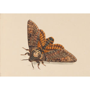 Death's-head Hawkmoth print