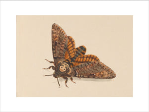 Death's-head Hawkmoth print