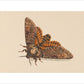 Death's-head Hawkmoth print