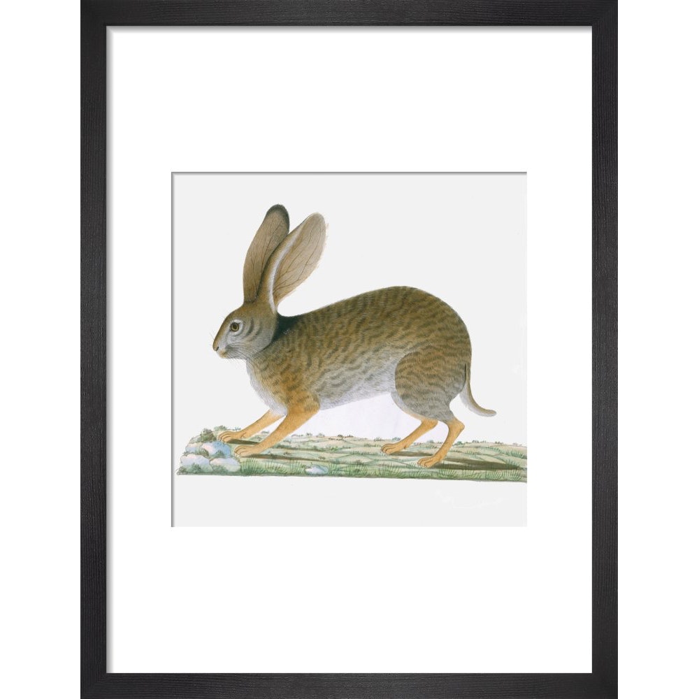 Hare print in black frame